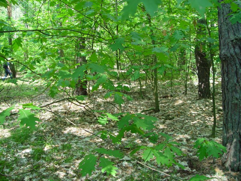 Forest surrounding Sobibor